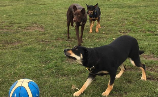 Kelpie Roundup - Port Elliot Dog Park Kelpie Roundup
